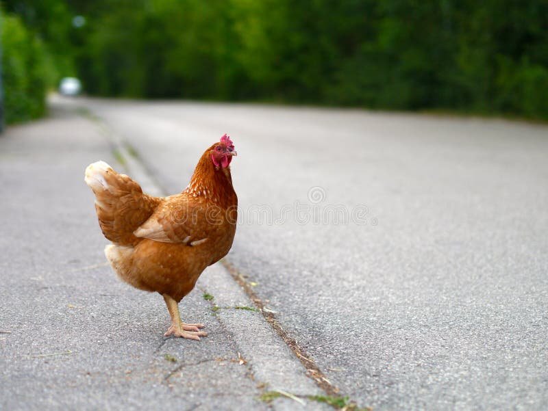 Imagine: Descoperă Marea Aventură: Jocul Popular Chicken Road din Romania